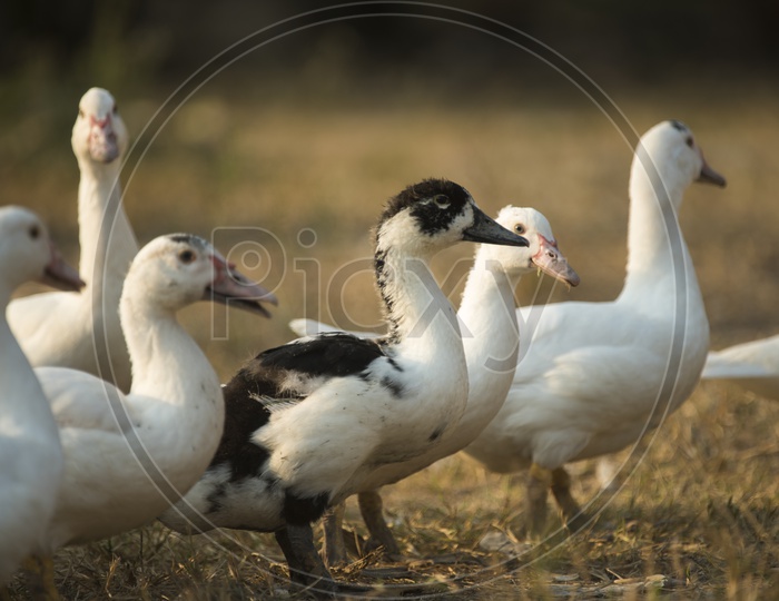Group Of Ducks in a Farm