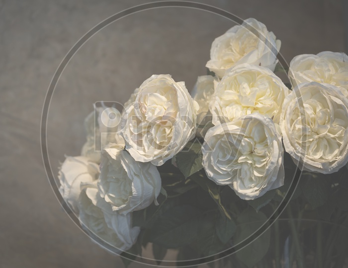 White Rose Flowers In a Vase Over Beige Wall Background