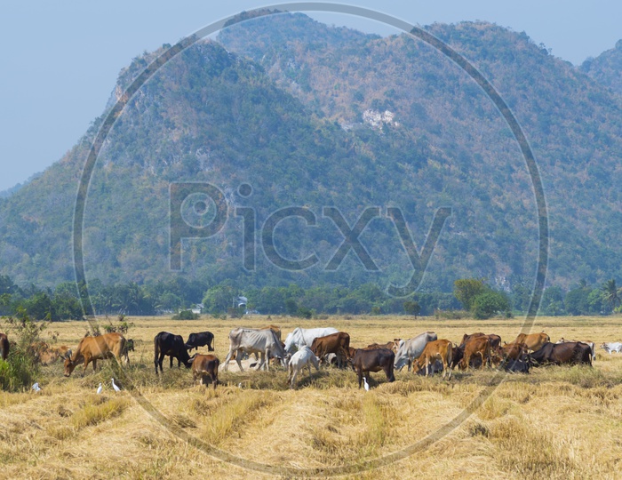 Cow Grazing Grass in Fields