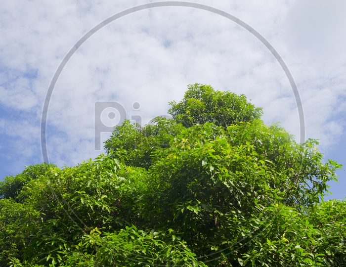 Composition Of Tree Leafs And Blue Sky Forming a Nature Background