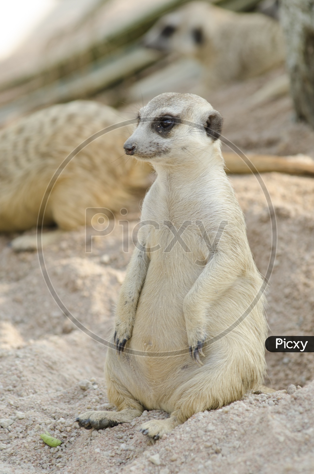 Portrait of Meerkat or Surricate Or Suricata With Expression in a Zoo