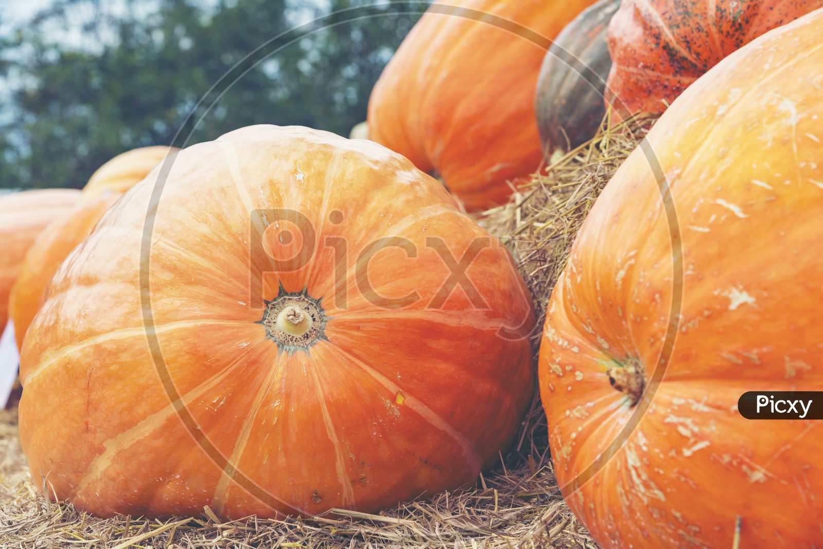Great Pumpkin Harvest With Big Pumpkins Forming Halloween Backgrounds
