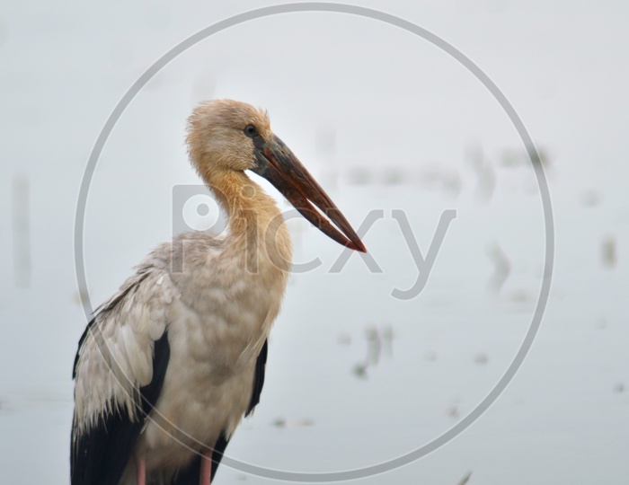 Asian Open Bill Stork Bird Or Anastomus Oscitans  In Water backdrop