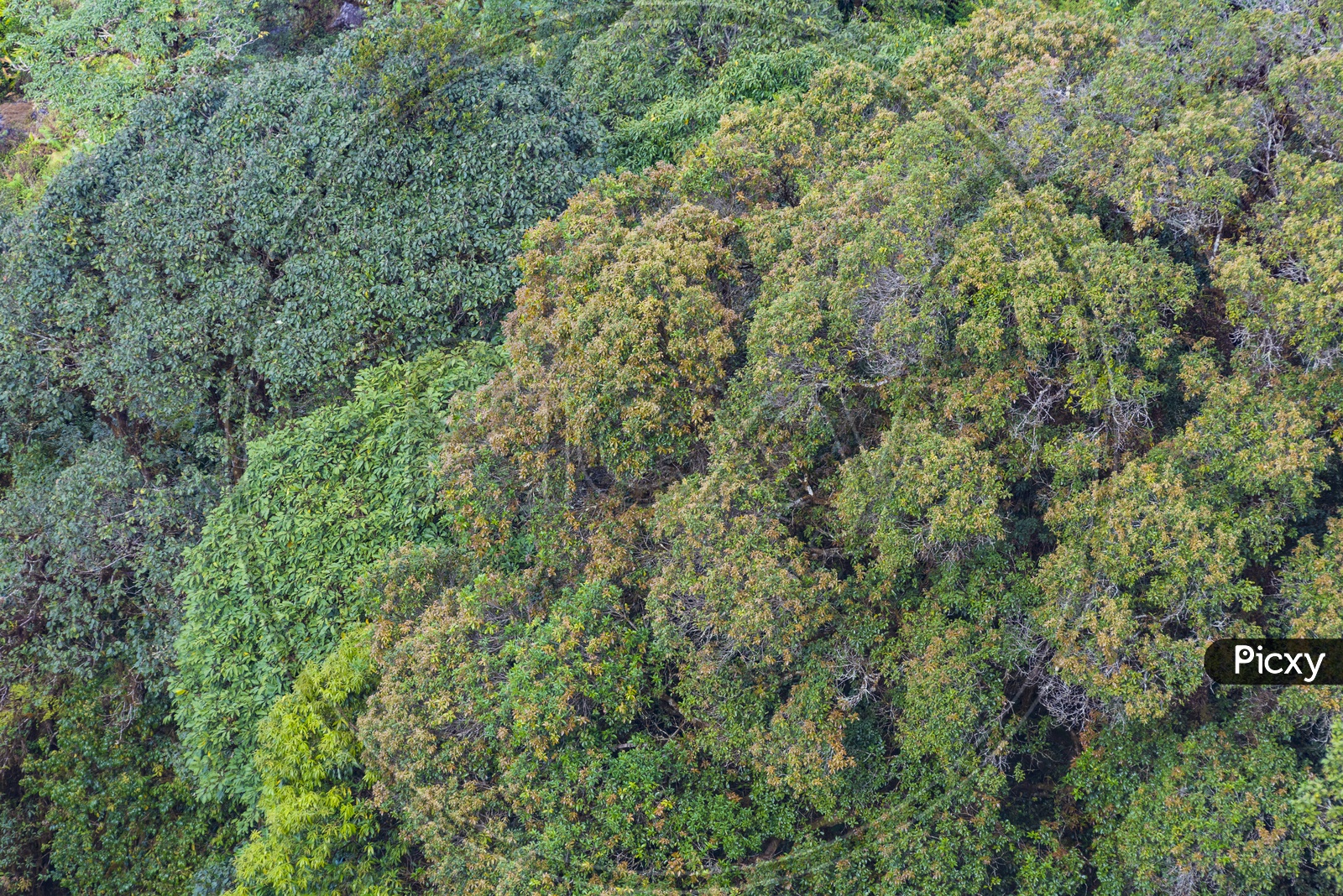 Mountains, Trees, and greenery in a deep forest Ariel view