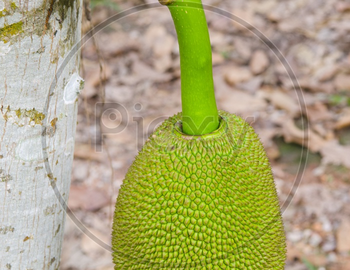 Green jackfruit growing on tree