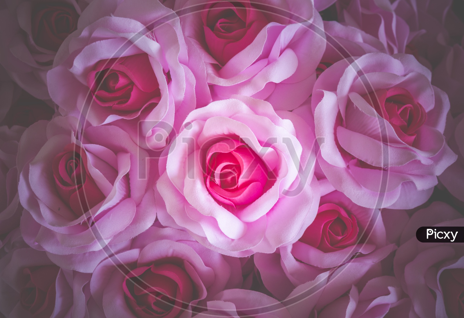 rose flower background for Valentine's Day