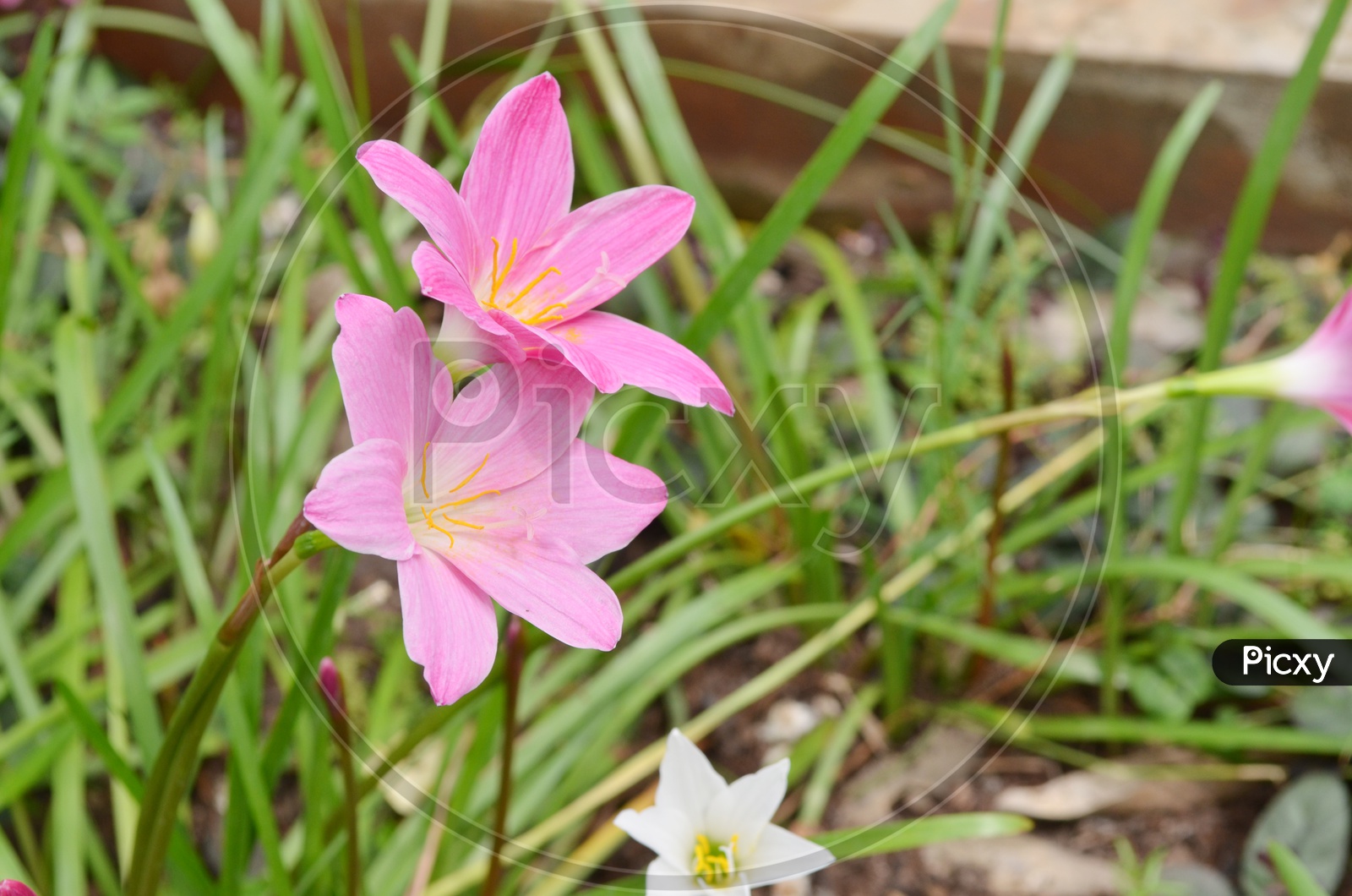 Wild Pink Lily Flowers