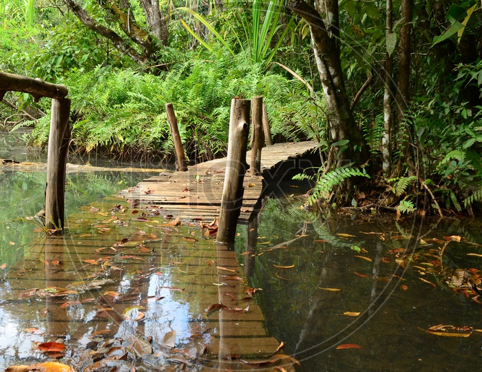 Drowned Wooden Bridge In Mangrove Forest