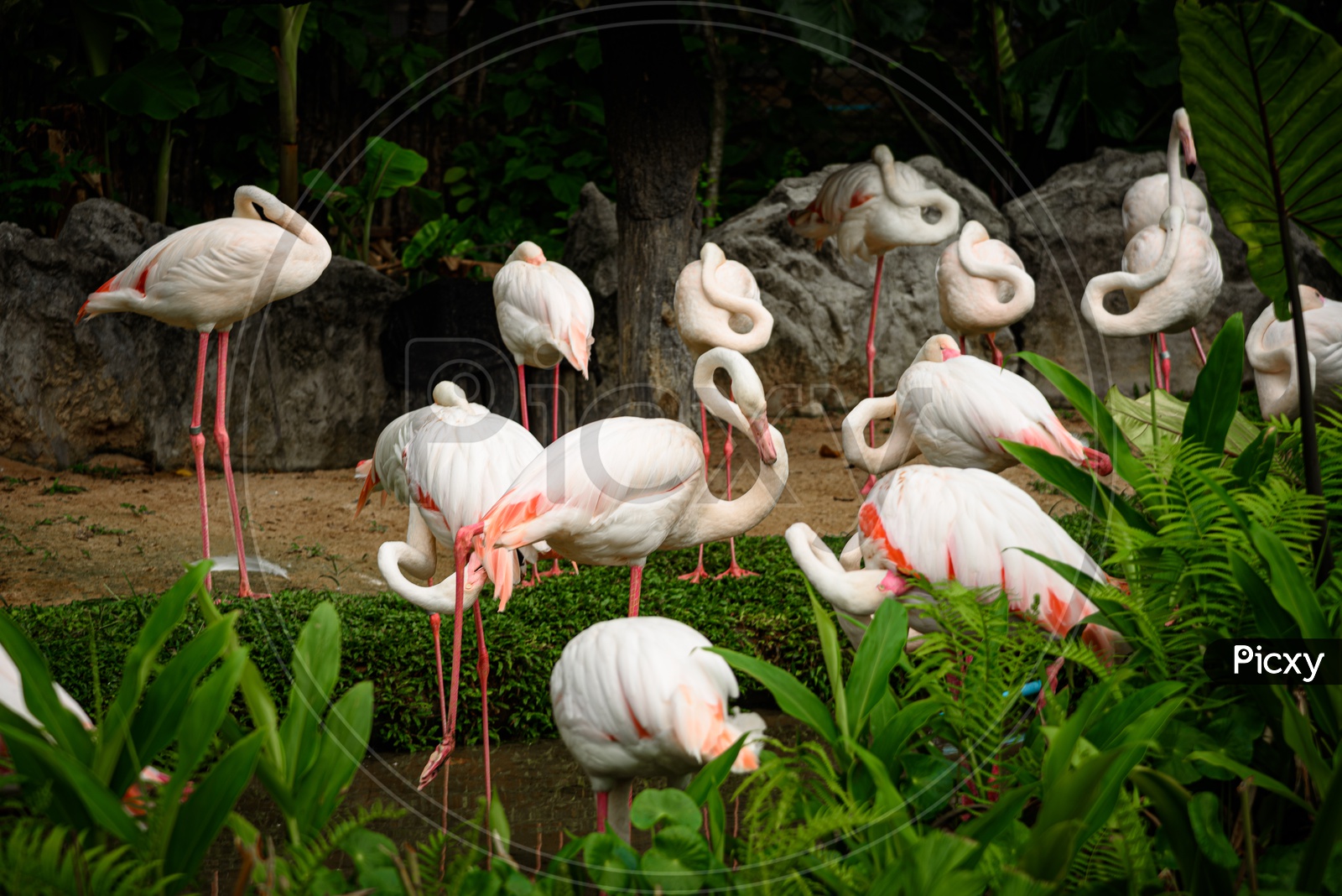 Pink Flamingo Or The Greater Flamingo As a Flock Or Group  In Nature
