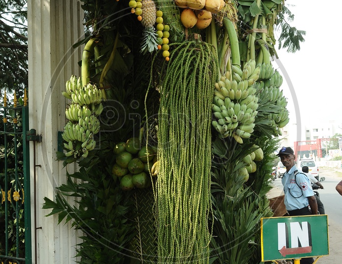 Bananas and Coconuts being hung at the entrance