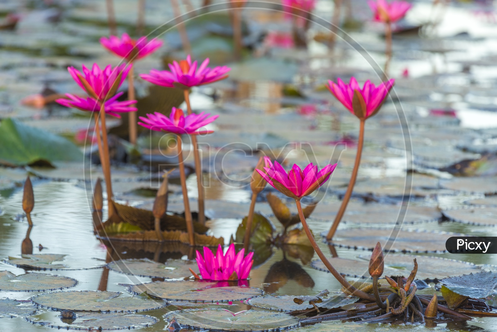 Lotus Lake With Pink Lotus Flowers