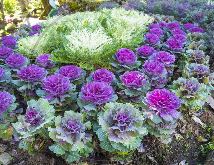 Close up of Purple and white colorful cabbage in a garden