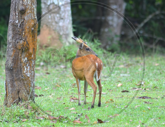 Muntjac or Barking deer or Mastreni Deer in Green grass Fields