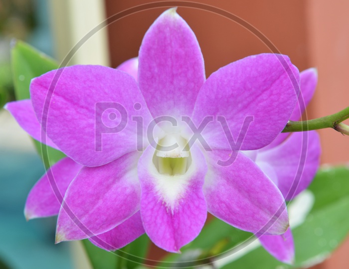 purple flowers or Laelia Anceps FLowers