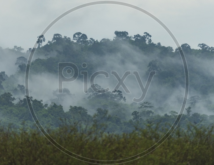 Fog Clouds Over Tropical Forest Trees