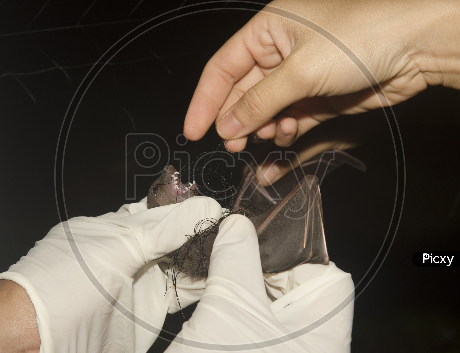 Research On Bat in a laboratory