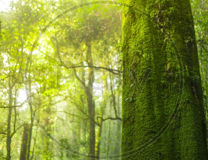 Nature With Tree bark and Green Plants And Sunset Light Luminous in Doi  Inthanon national park, Thailand