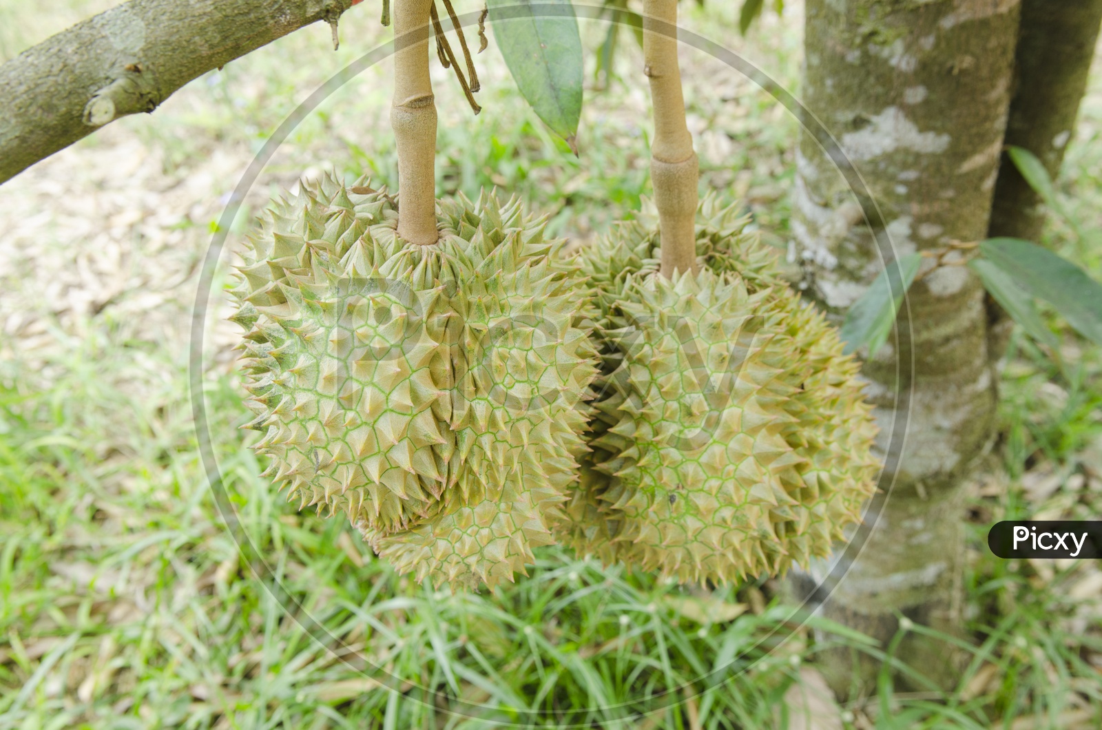 Fresh durian  Fruit Growing on its tree in orchard