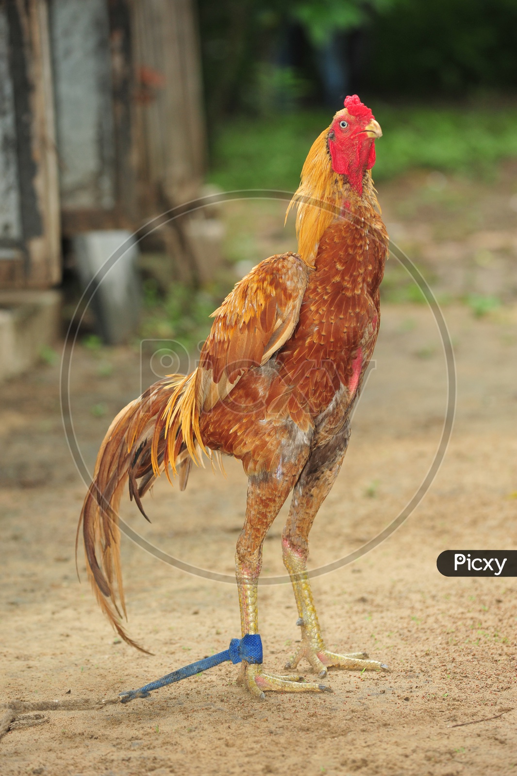 A Cock Hen