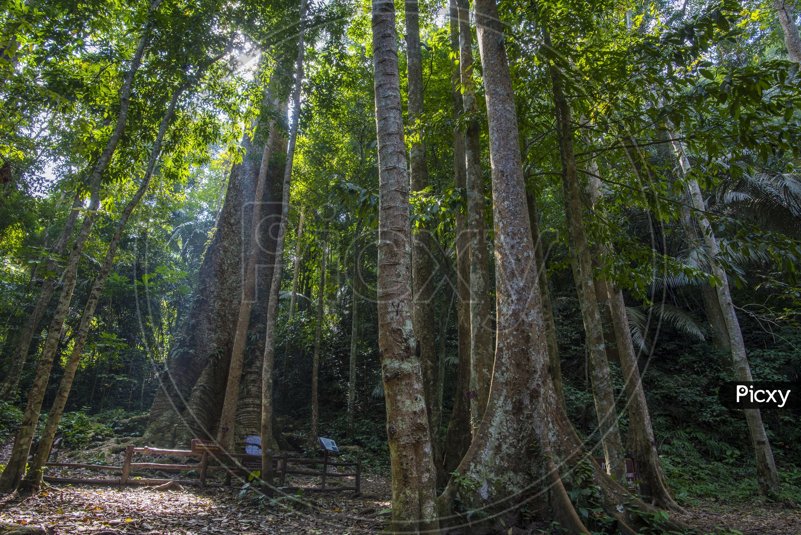 Tall Trees in tropical forest in Thailand national park
