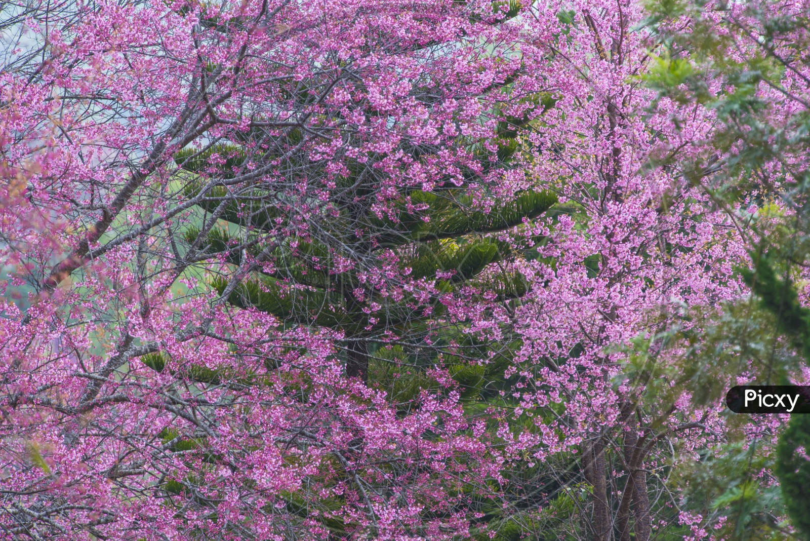 Pink colorful flowers tree in wild forest, Spring flowers background