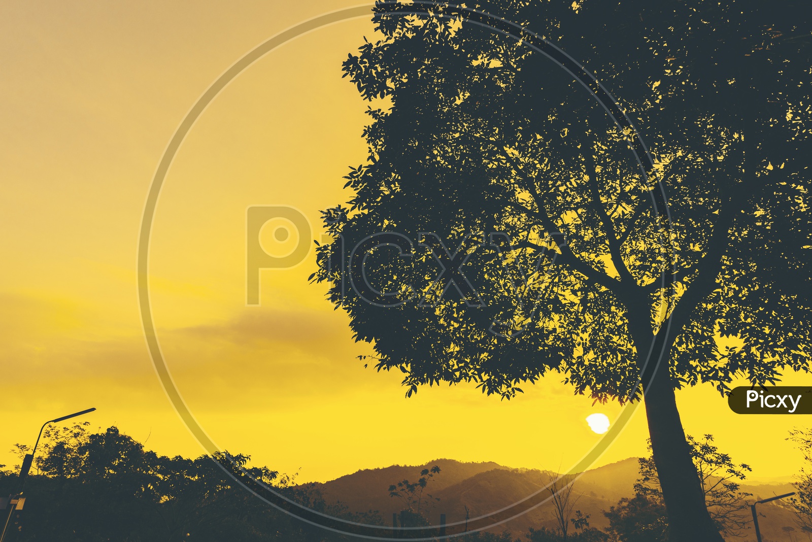 Silhouette Of Tree over Golden  Hour Sky in Background