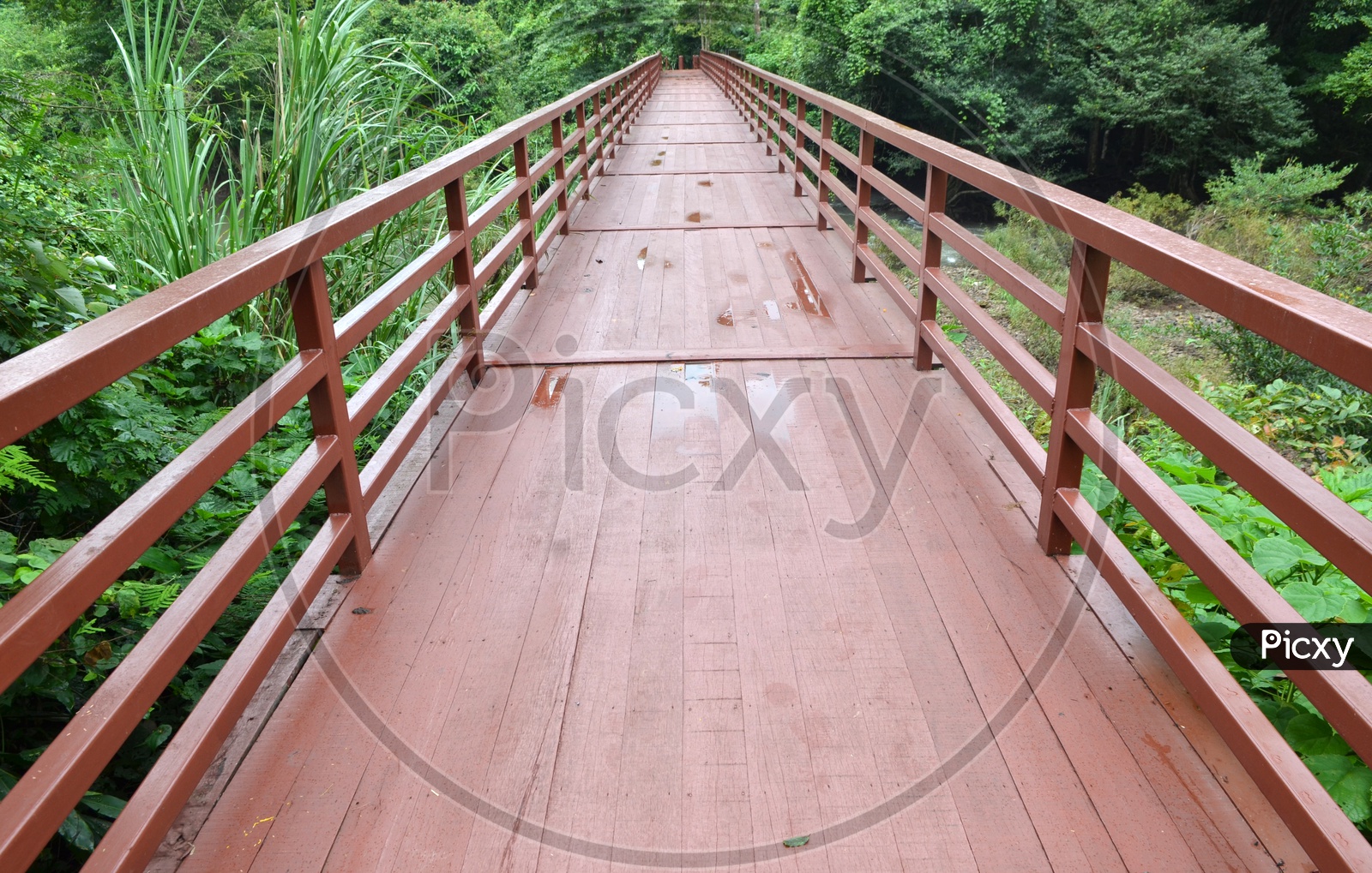 Wooden Bridge Built Into Jungle  in Khao Yai national Park With Trees On both Sides