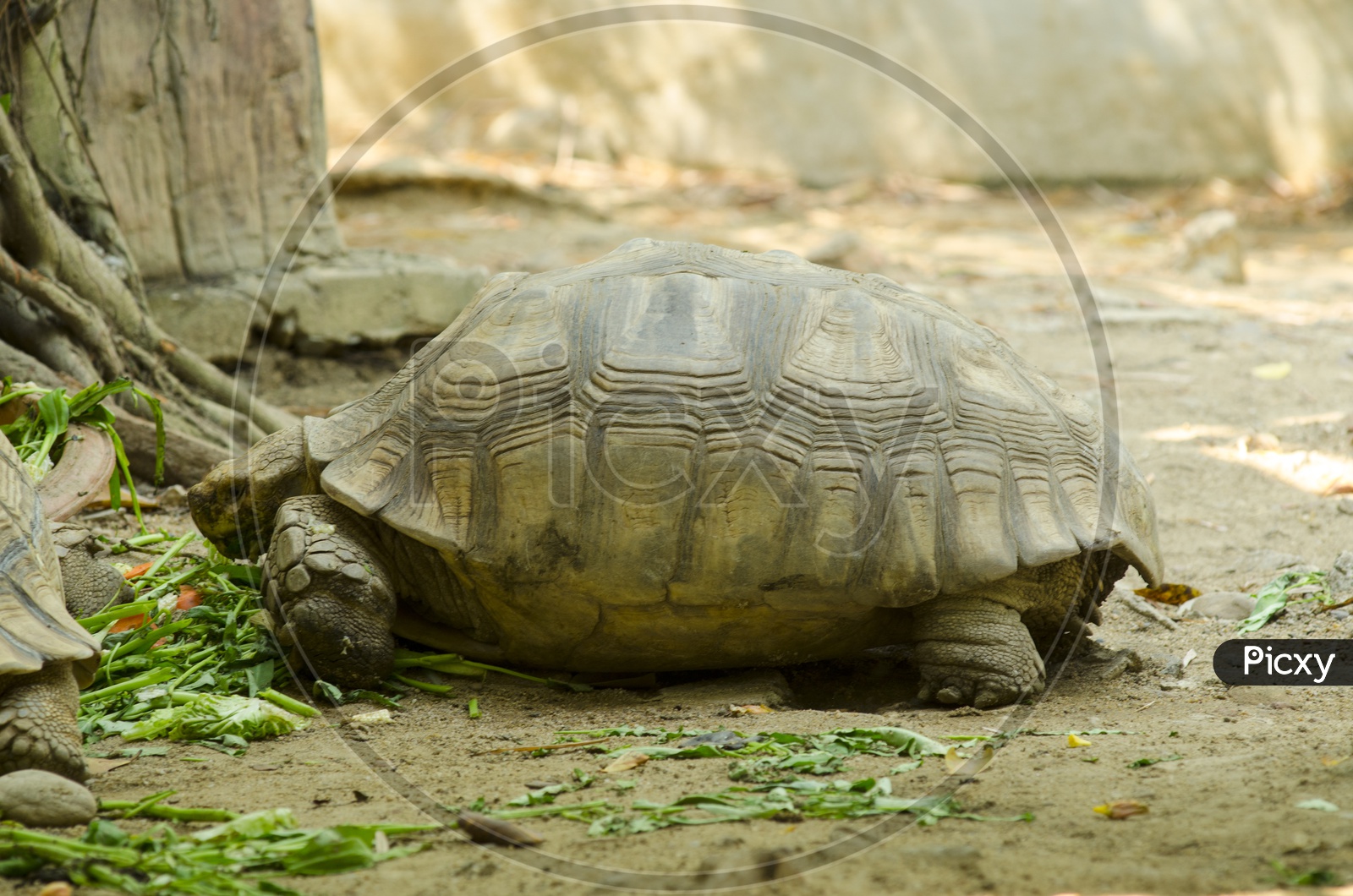 Turtles breeding in the zoo