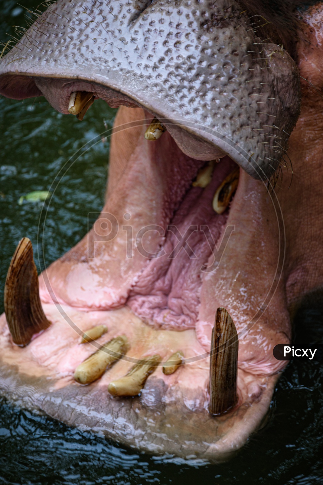 Closeup Of Hippopotamus Mouth Opened To Eat