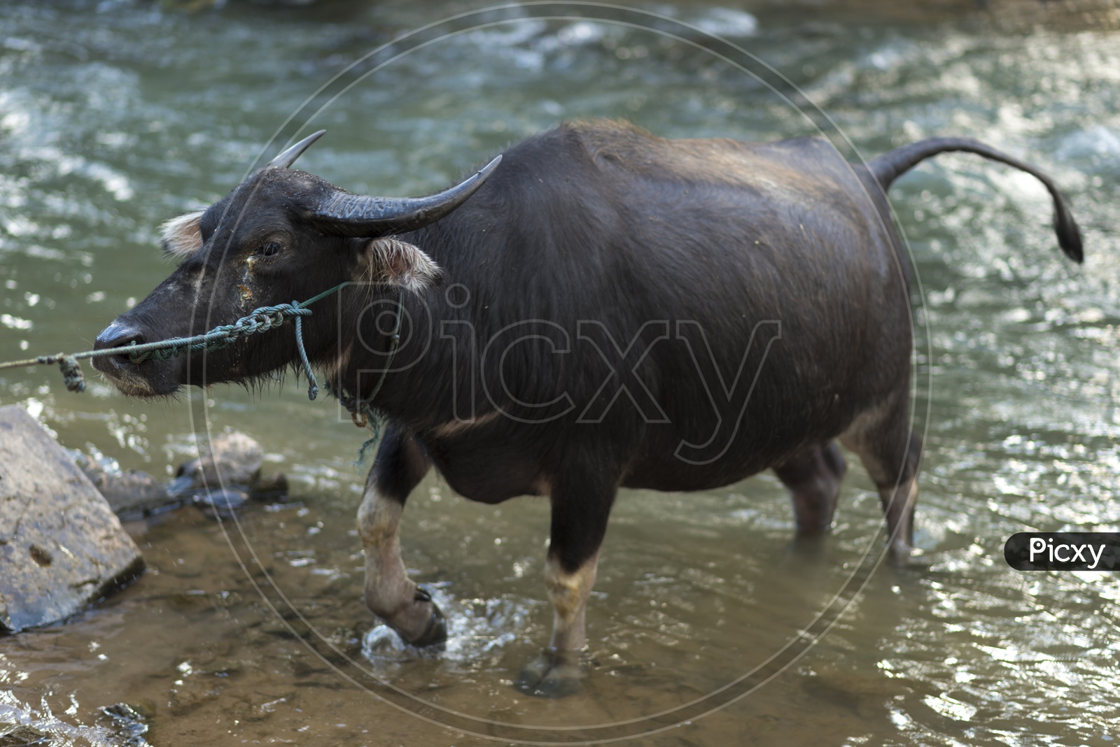 Buffalo Coming Out Of  Water