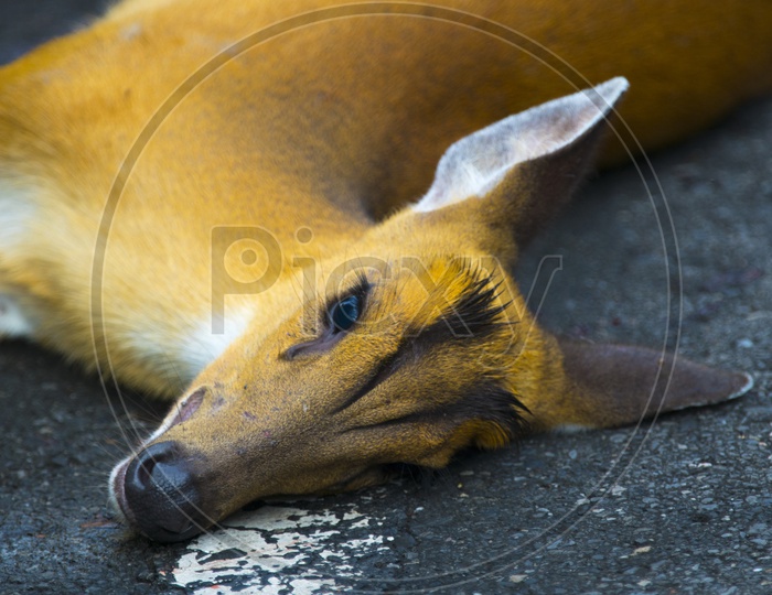 Died Deer in An accident occurred on Barking Deer on the road in Khao Yai National Park