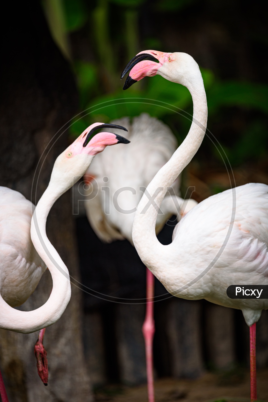 The greater Flamingos As a Family Living In Nature