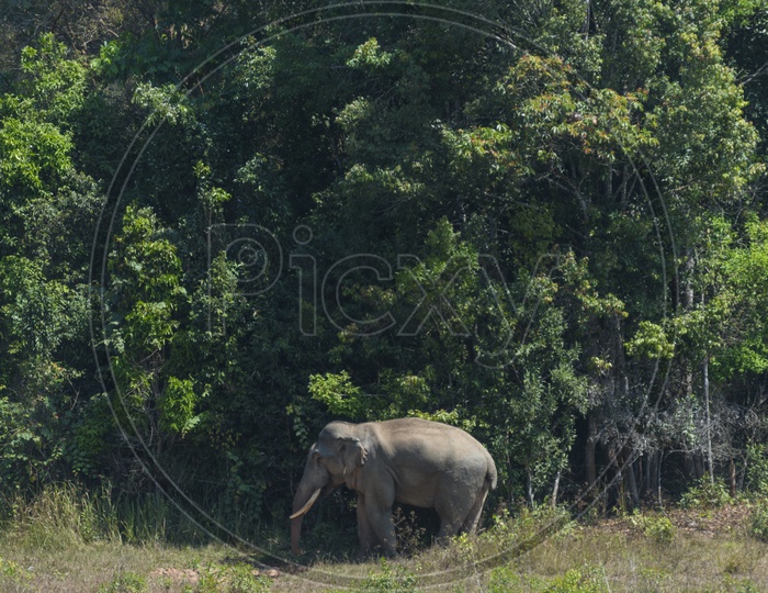 Wild Elephant in Tropical Forests of Khao Yai National Park