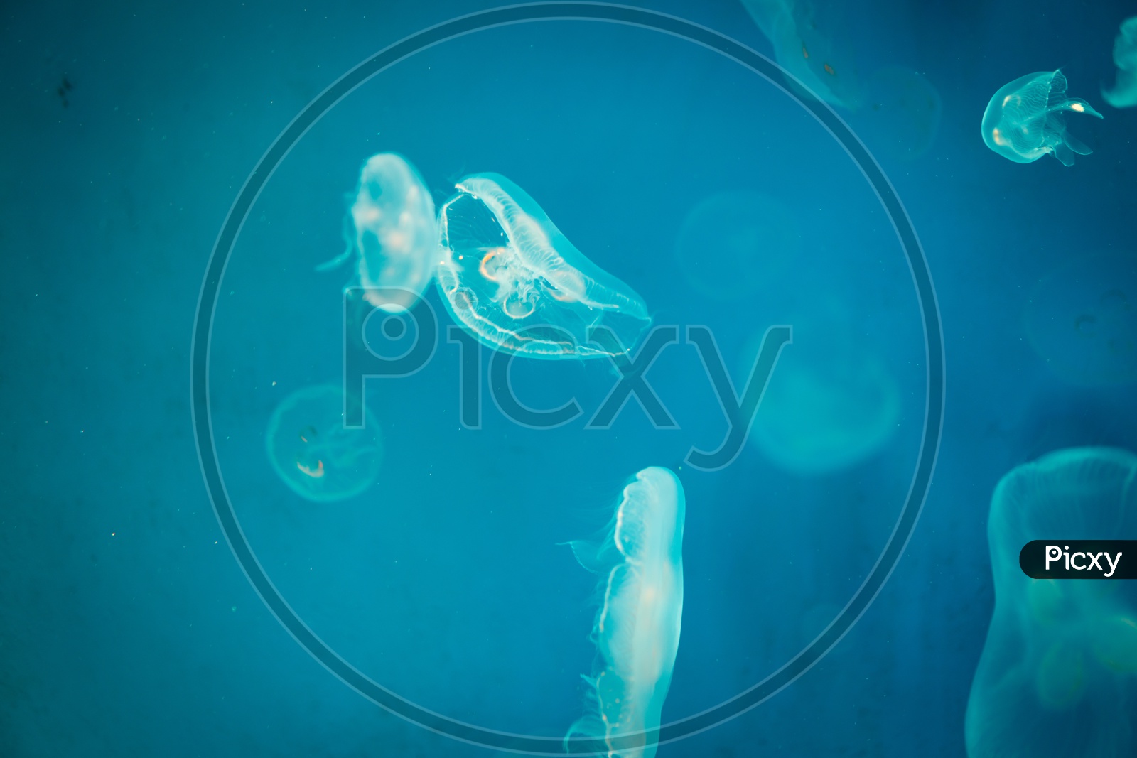 Sea Moon Jelly Fish In Blue Sea Water Background