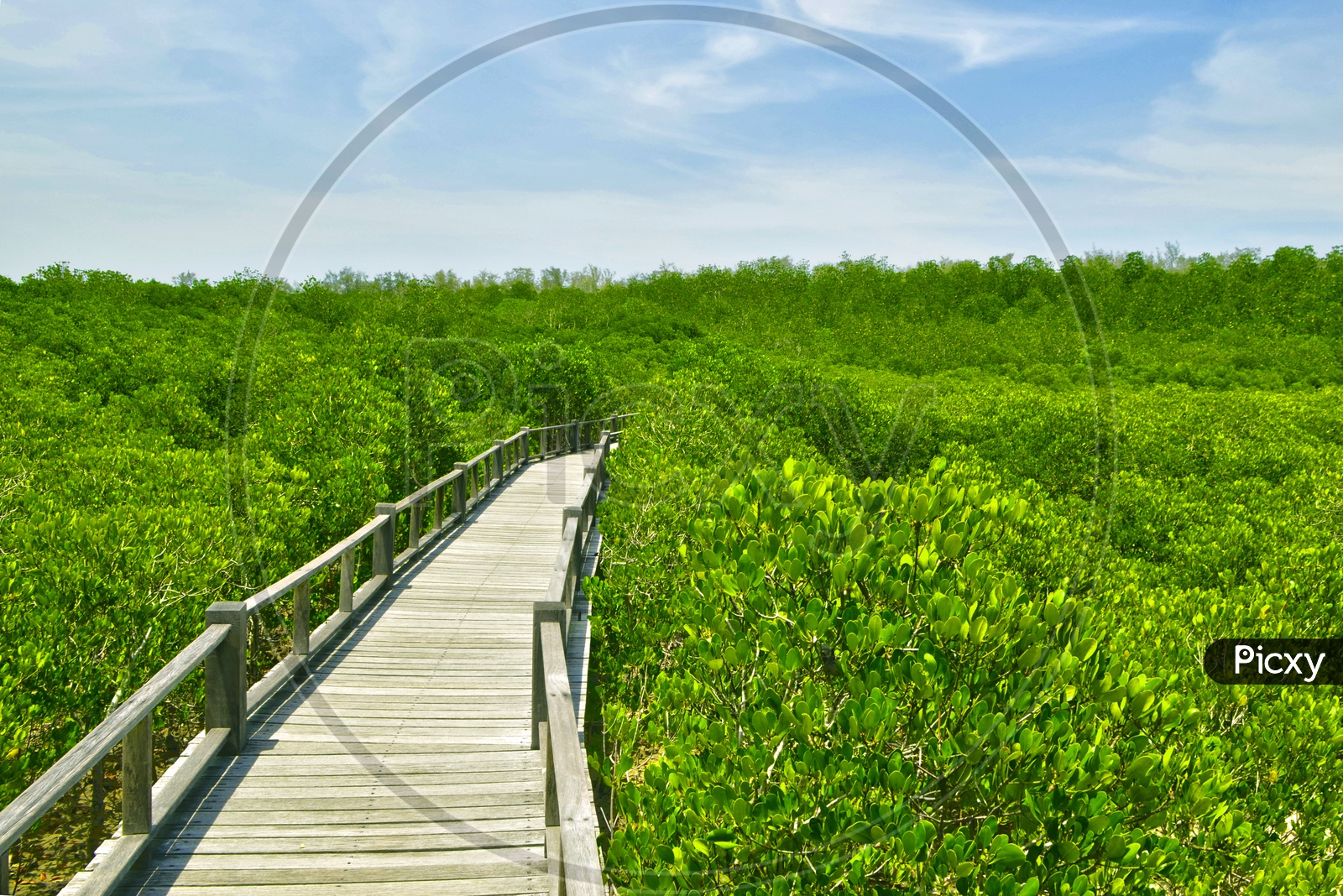 Wooden Footpath in a mangrove forest
