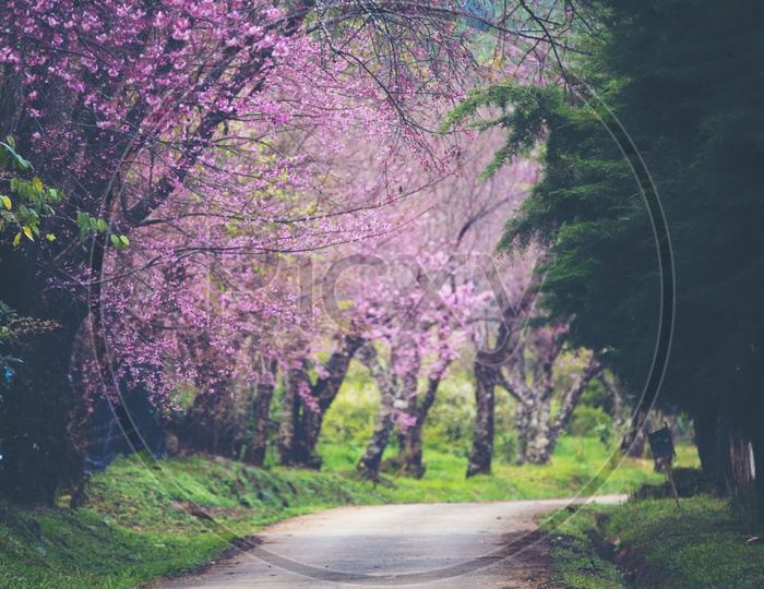A path of peach Sakura cherry blossom trees, Chiang Mai, Thailand