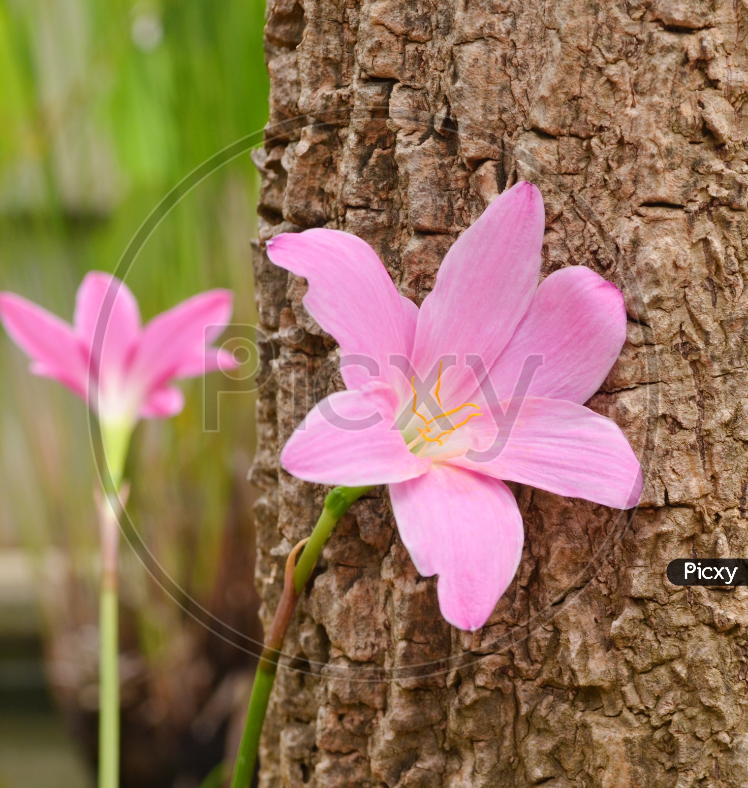 Beautiful Wild Pink Lily Flower With tree Bark In Background