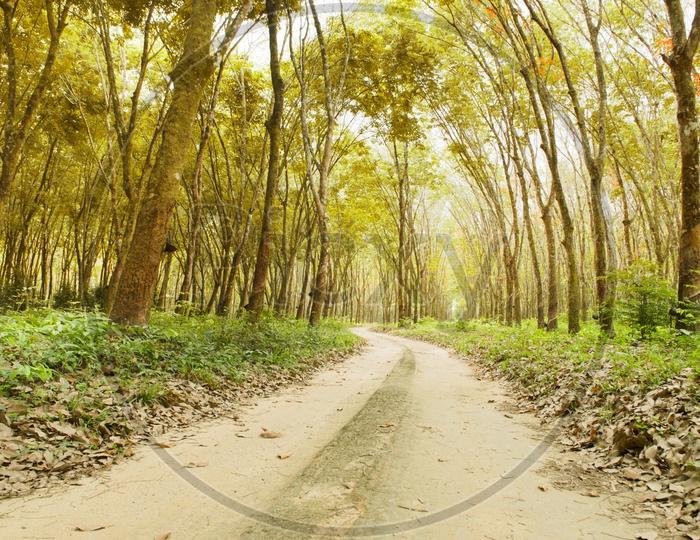 Mud Roads Or Pathways in Tropical Forests To Mangroves