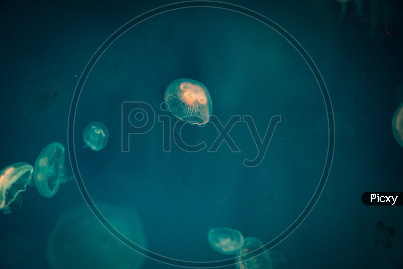 Blue Jelly Fish In Sea Water