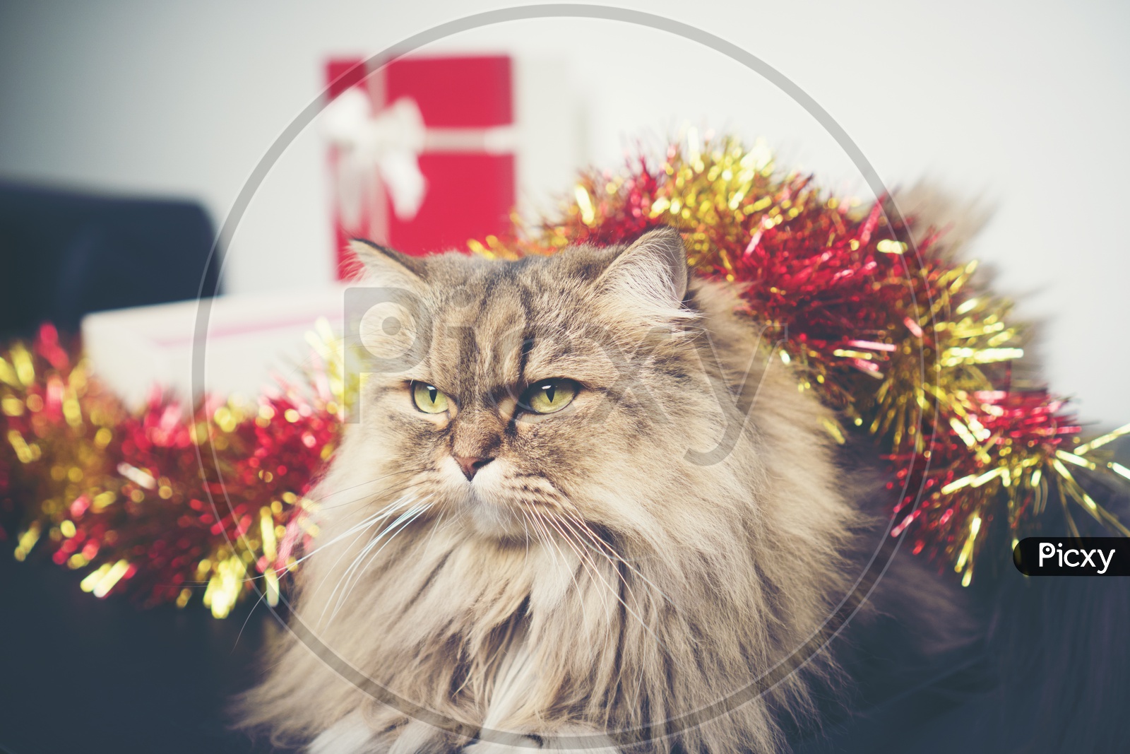 Artistic Background with Christmas Gifts And Persian Cat  Forming Christmas Festival Template