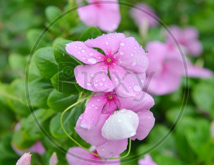 purple flowers With Water Droplets