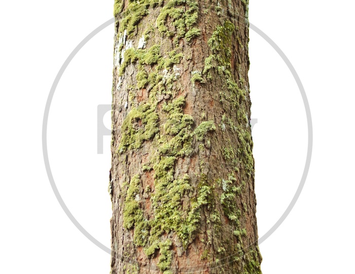 Tree With green Decaying Algae on its Bark On an White isolated Background