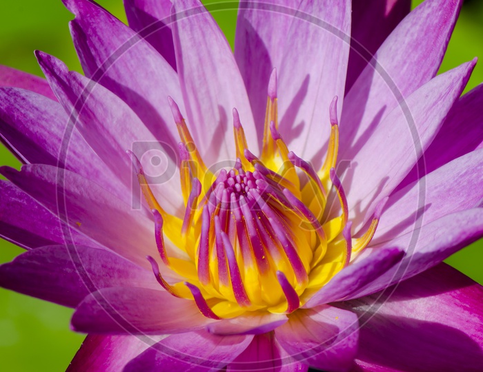Closeup of Pink  Water Lilly Flower Forming a Background