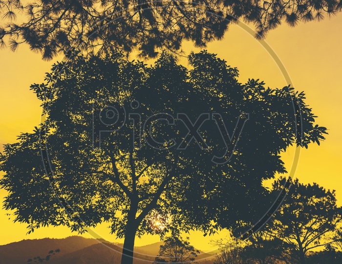 Silhouette of a tree during sunset or sunrise