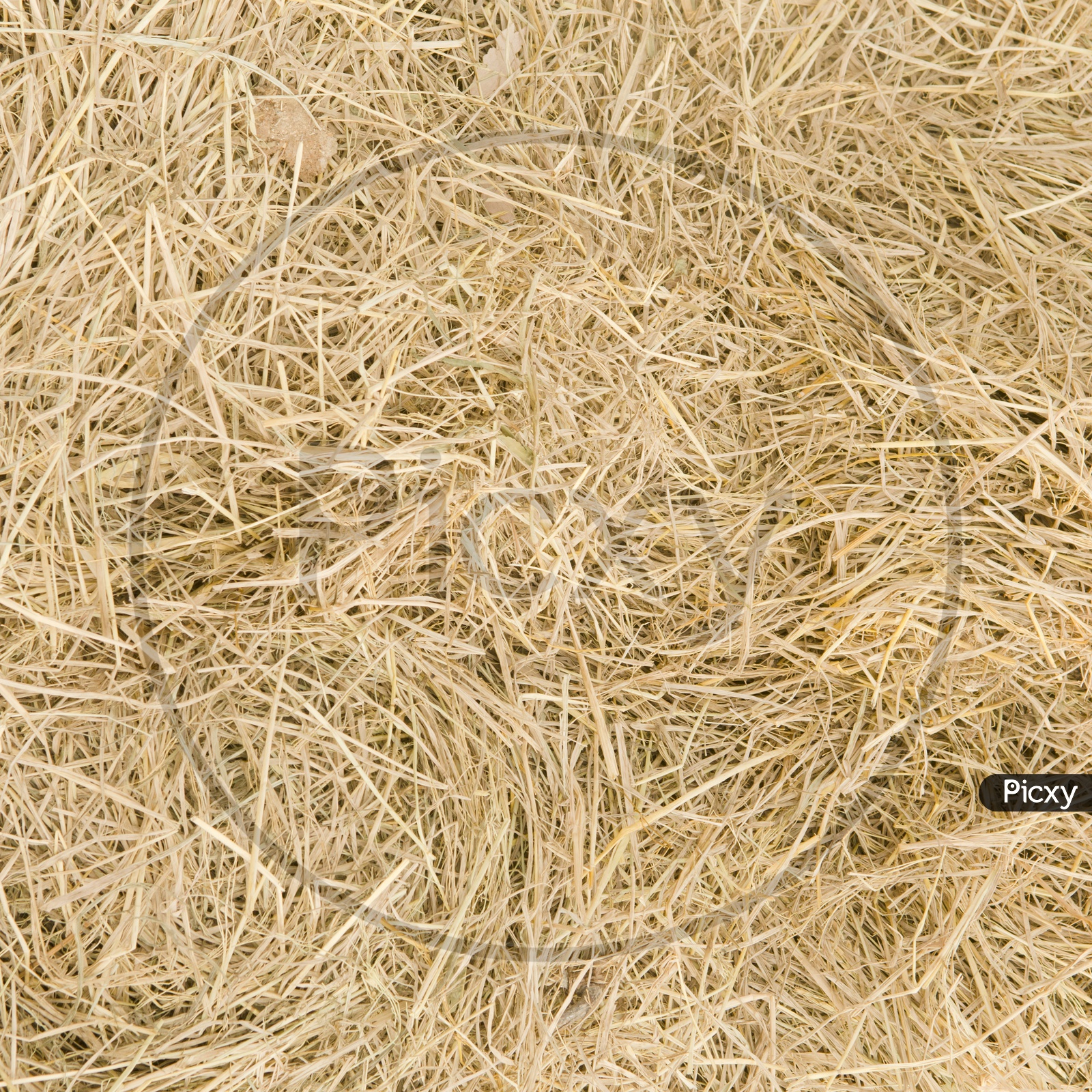 Texture Background of Straw or Dried Grass