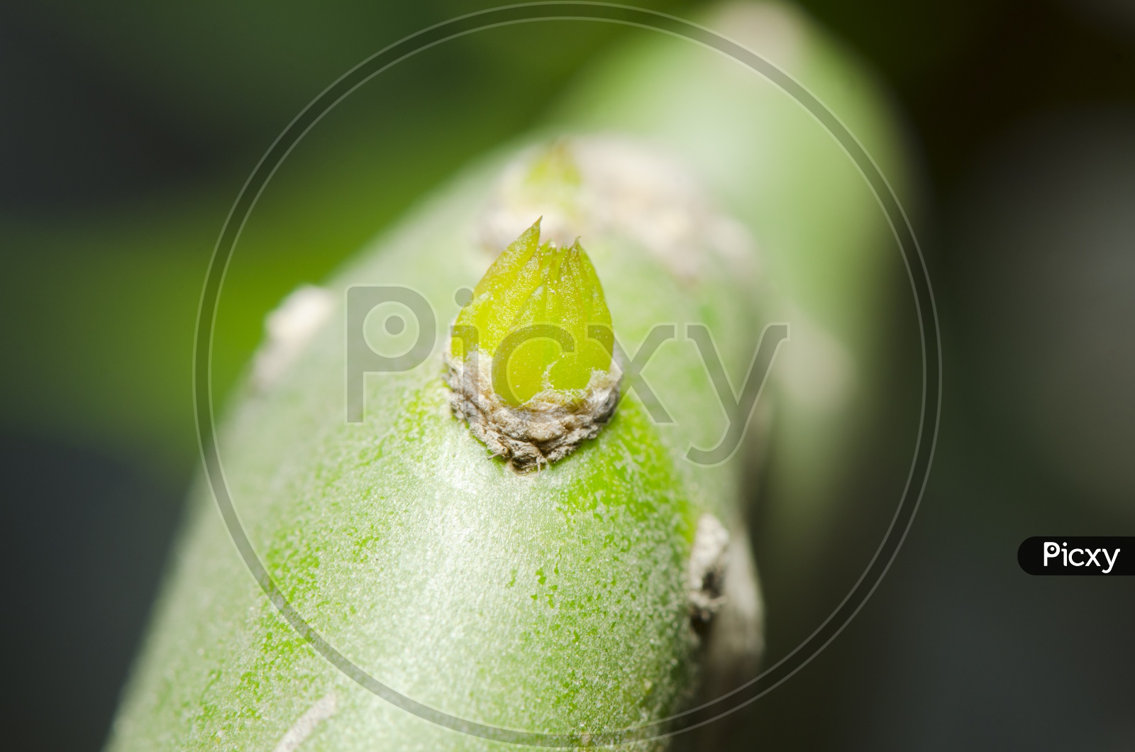 Enlarge Cactus germination With Bud  Macro shot close up