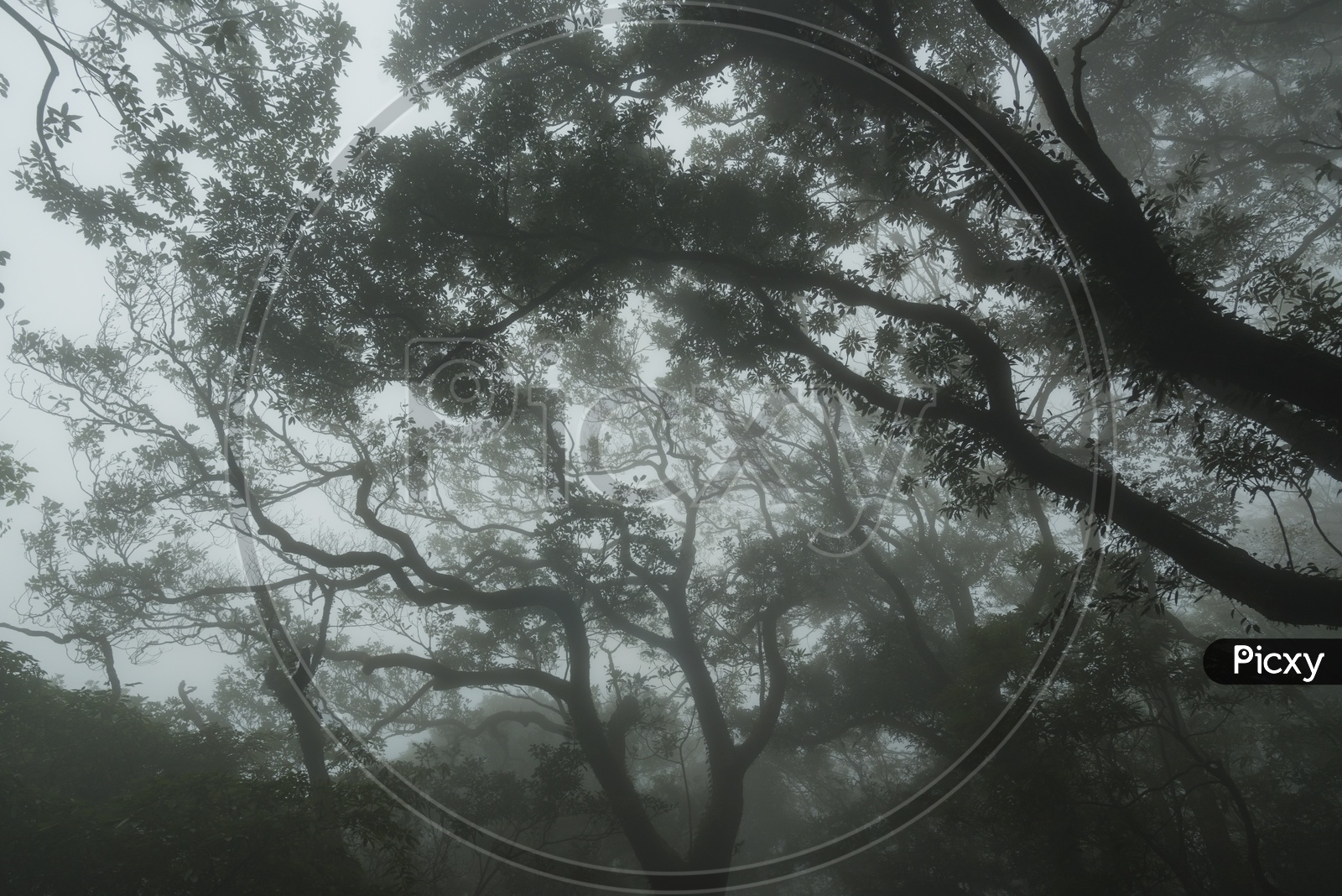 Trees In Foggy Morning At Tropical Forest