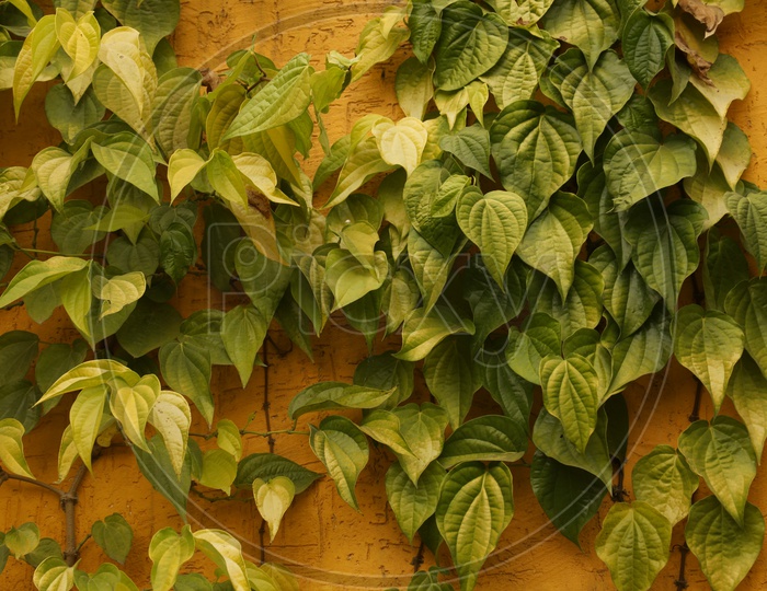Plant leaves on the yellow wall