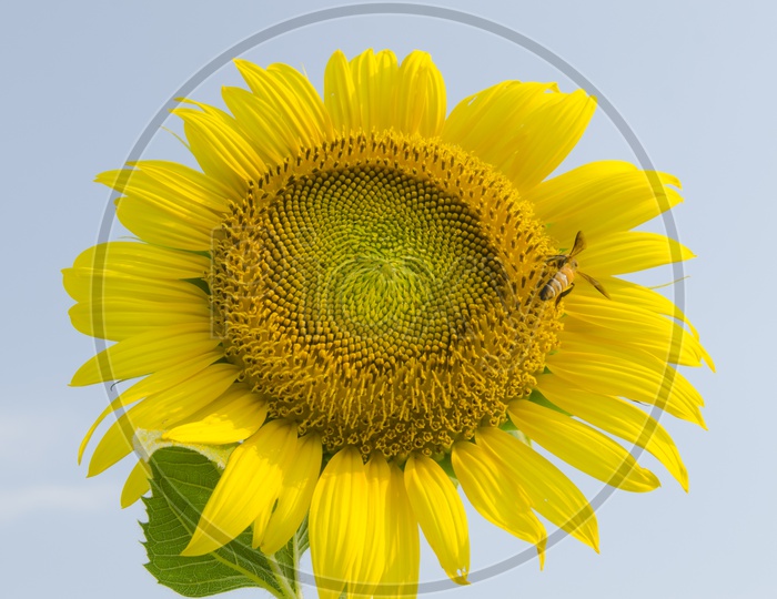 Bee Sucking Nectar From Sunflower