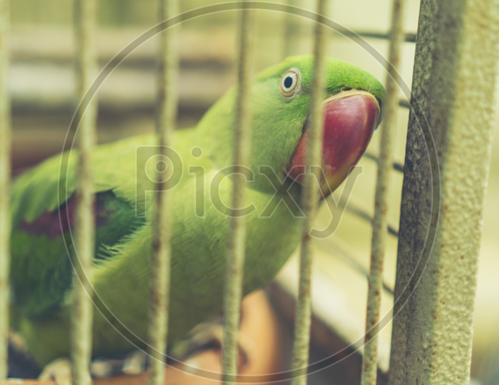 Green Parrot In a Cage